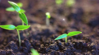 4K 高清 植物种子发芽生长