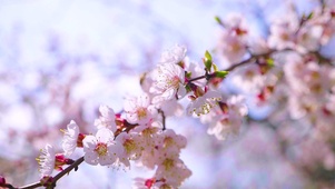 4K 高清 果园里春天的花朵