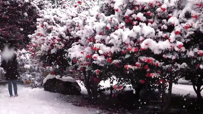 “雪中花”