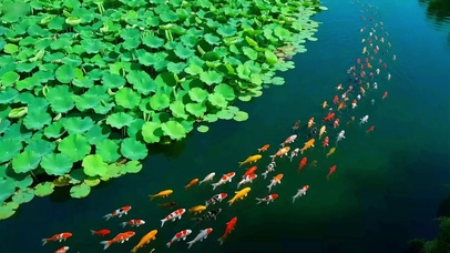 见者增运！荷气生财 ~锦鲤环绕