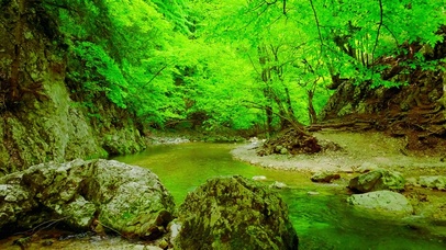 护眼森林小溪 4K