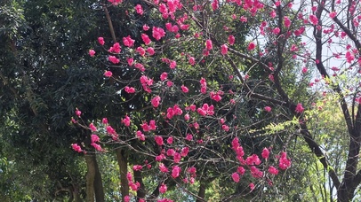 春天桃花盛开红色桃花