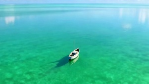 大海带鱼屏