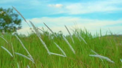 4k唯美夏日夏天夏季风光芦苇