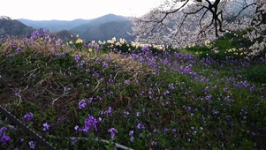 漫山遍野花儿~