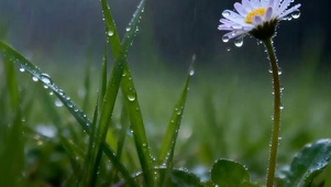 雨天花草带鱼屏