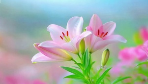 百合花开