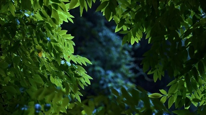护眼雨天树林