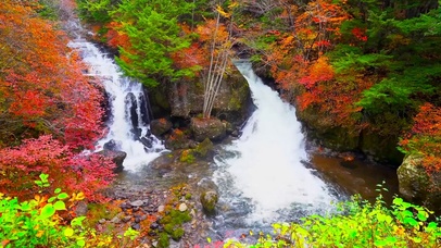 红叶树林山涧流水