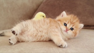 猫咪小可爱