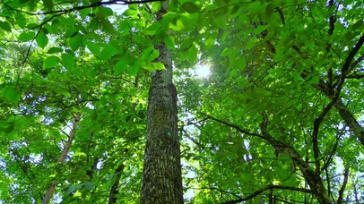 夏日阳光绿林4K