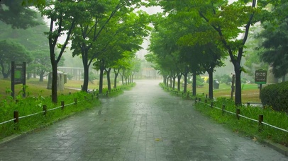 雨天公园绿林路
