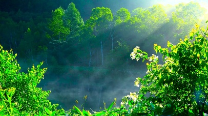 晨雾阳光鸟鸣无缝循环 