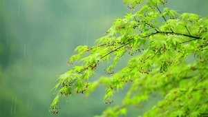 春日治愈雨