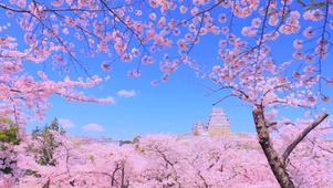 阳光灿烂春日樱花