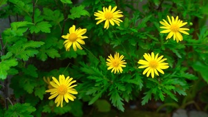 4K小黄花菊花特写风景