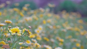 春暖花开