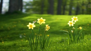 水仙花