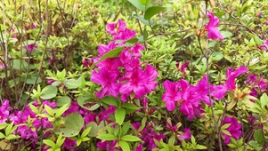 植物鲜花映山红杜鹃花