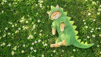 草地上打盹的小猫
