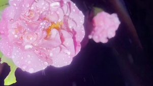 雨中唯美粉色小玫瑰