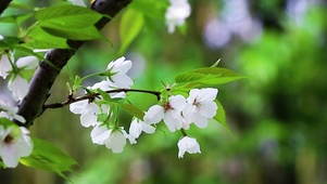 超治愈樱花