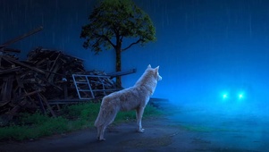雨天野外狐狸