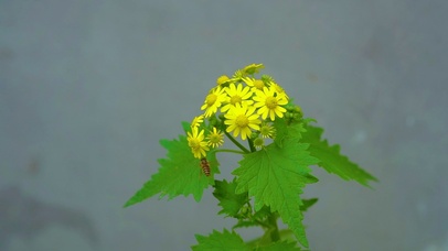 唯美花朵蜜蜂