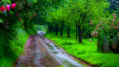 清新雨天绿林小路