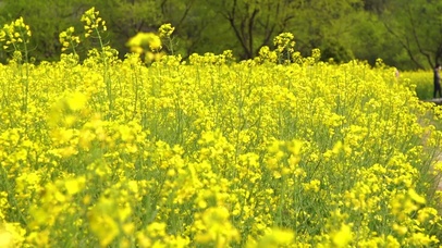 4K油菜花海