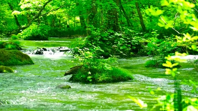 清新树林绿草溪流