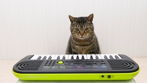 猫咪弹琴