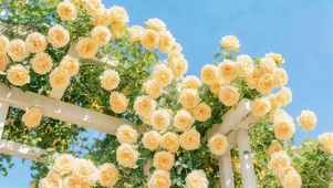 暖光鲜花