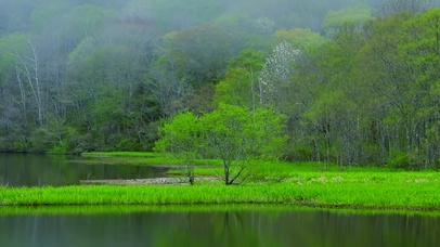 护眼湖面绿树雾气带鱼屏