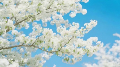 小清新梨花盛开