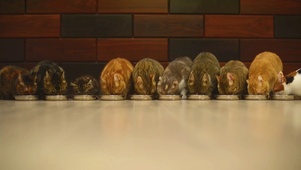猫咪吃饭