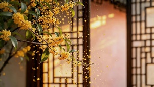 桂花飘落