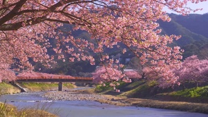 春天河岸的樱花
