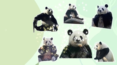 国宝熊猫
