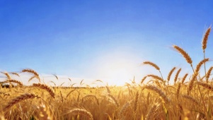 金色田园