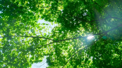 夏日蝉鸣绿树叶