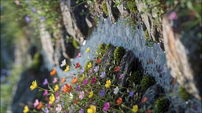 小溪-花草 4k