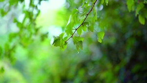 雨中的绿植