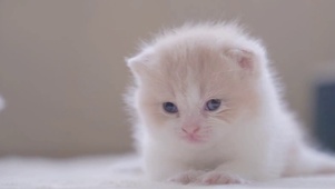可爱小猫咪