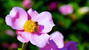 唯美野花蜜蜂4K