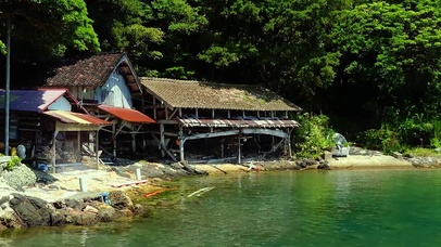 夏天岸边蝉鸣宽屏