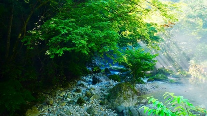 幽静护眼绿林溪流