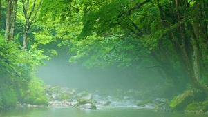 4k溪流雾气