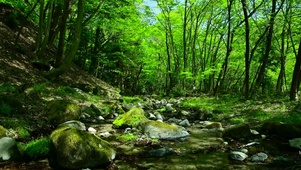 夏日绿林小溪
