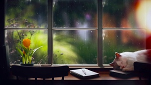 安静窗外玻璃雨 